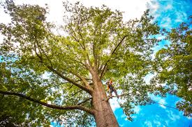 Best Lot and Land Clearing  in Paramount Long Meadow, MD