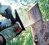 Best Firewood Processing and Delivery  in Paramount Long Meadow, MD