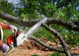 Best Leaf Removal  in Paramount Long Meadow, MD