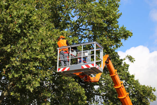 Paramount Long Meadow, MD Tree Removal Pros