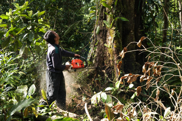 Best Tree Preservation Services  in Paramount Long Meadow, MD