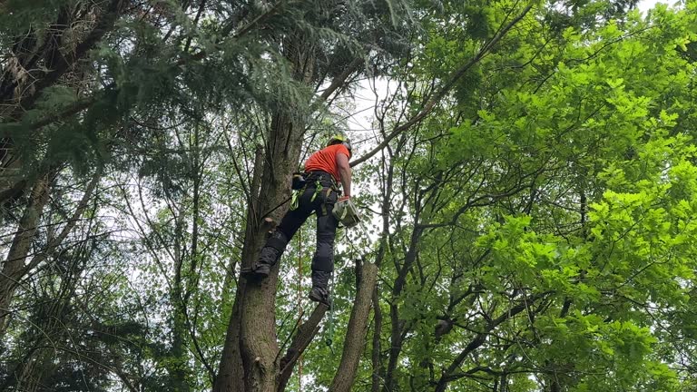Best Tree Risk Assessment  in Paramount Long Meadow, MD