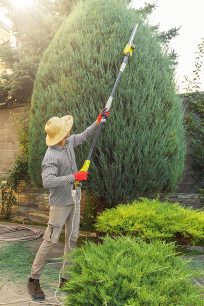 Best Stump Grinding and Removal  in Paramount Long Meadow, MD