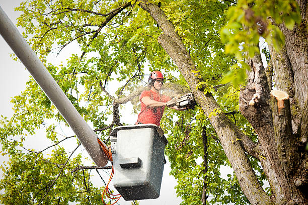 Best Tree Health Inspection  in Paramount Long Meadow, MD