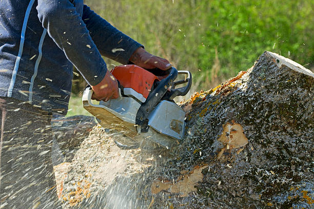 Best Tree Cabling and Bracing  in Paramount Long Meadow, MD