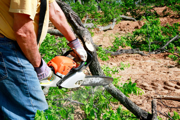 Best Tree and Shrub Care  in Paramount Long Meadow, MD